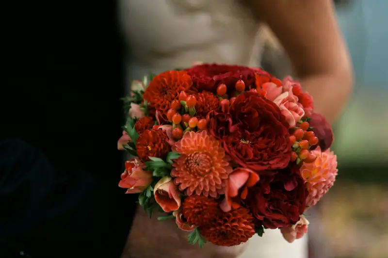 A bride holds a round bouquet of red dahlias, garden roses and hypericum berries against her dress